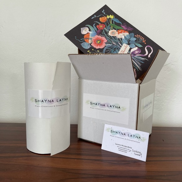 LIVE Silver Satin Pothos Plant - Picture 7 of 8